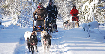 Hundeslede i Trysil