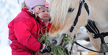 Sleigh ride